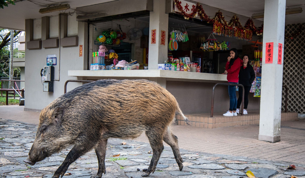 Карантин в Испании: дикие животные завоевывают улицы городов