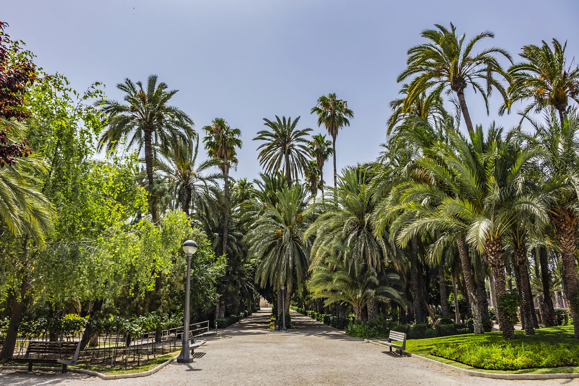 Аликанте готовится к открытию парка El Palmeral